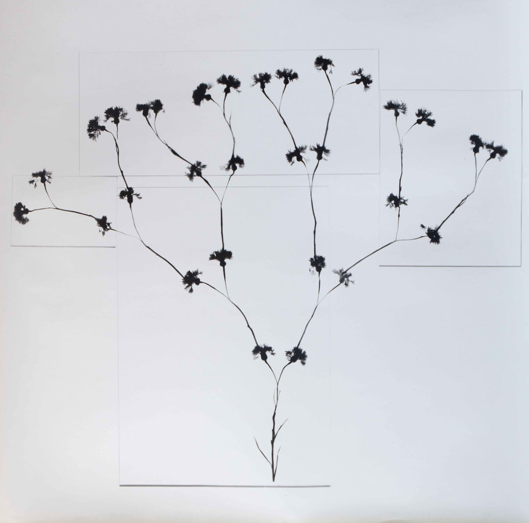 Kunié Sugiura Split & Pressed Cornflowers, 1989 Photogram, gelatin silver print 29 3/4 x 29 3/4 in (75.6 x 75.6 cm)