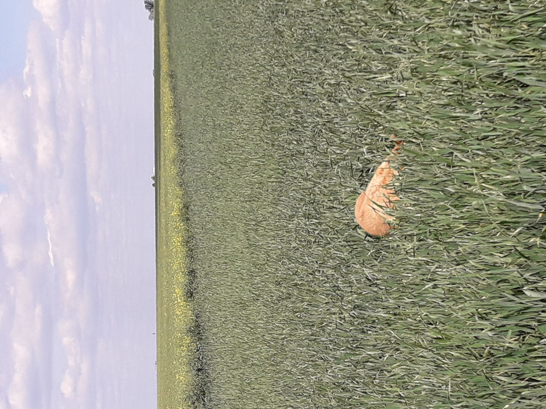 JAN ZDVOŘÁK, ZERO MUTUAL FRIENDS