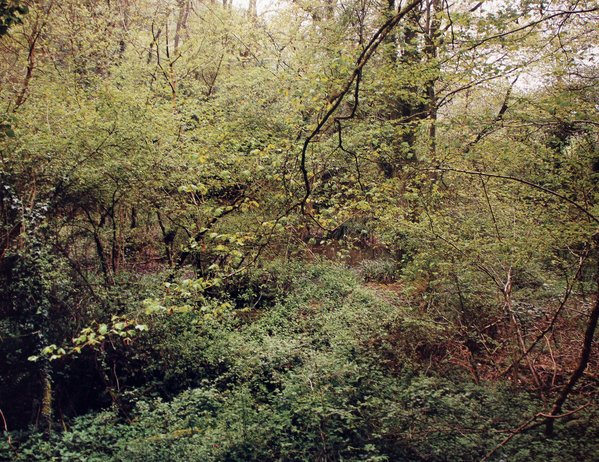 Jem Southam - The Painter's Pool | THE HYMAN COLLECTION