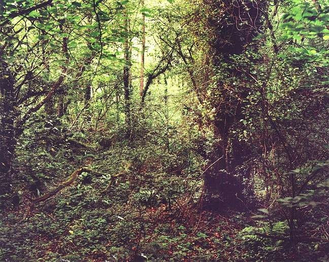 Jem Southam. The Painter's Pool | THE HYMAN COLLECTION