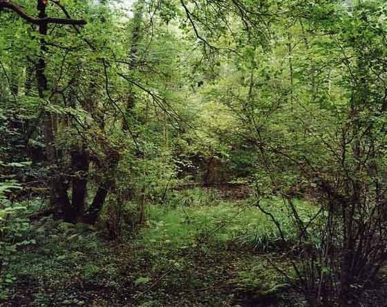 Jem Southam. The Painter's Pool | THE HYMAN COLLECTION