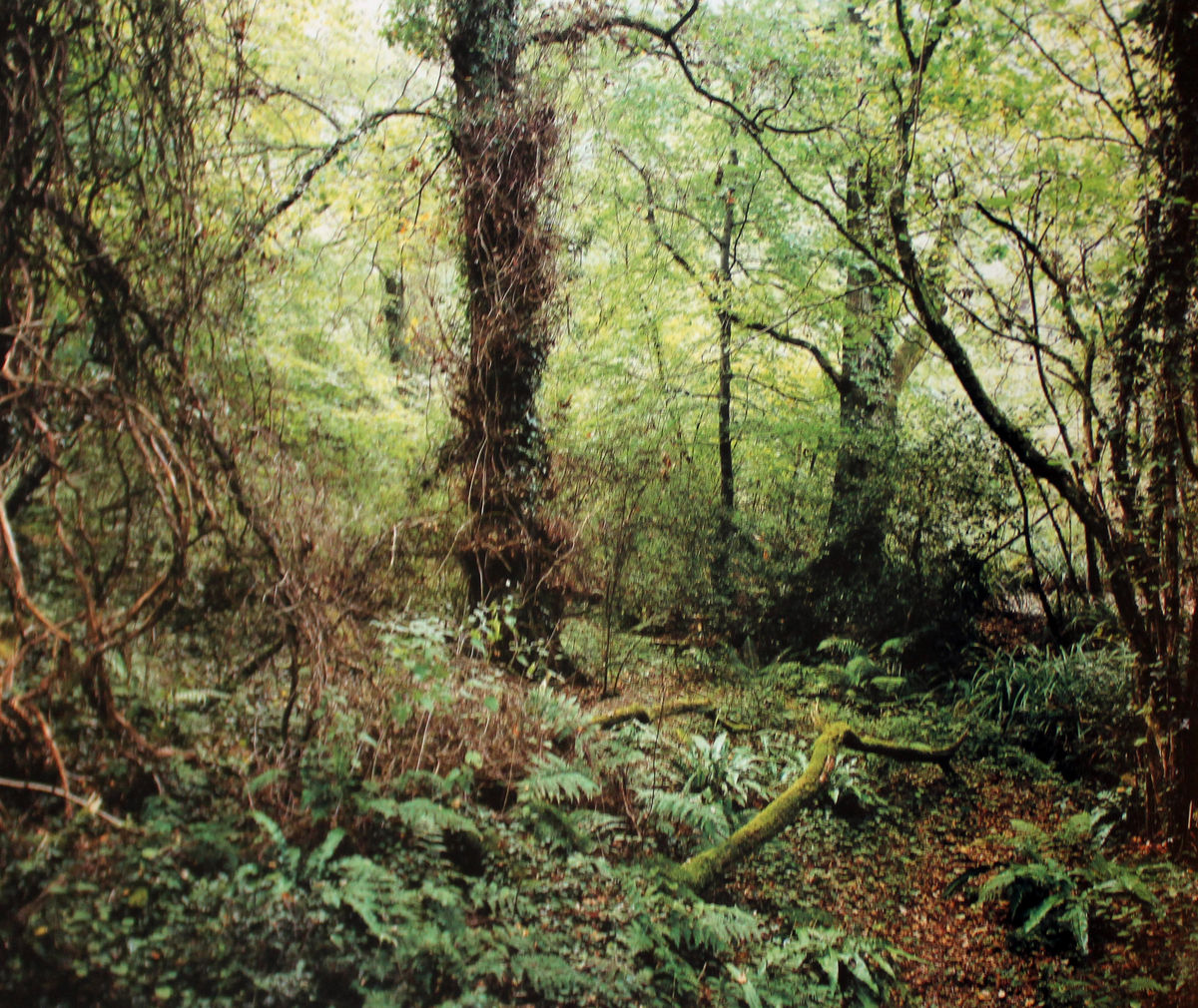 Jem Southam. The Painter's Pool | THE HYMAN COLLECTION