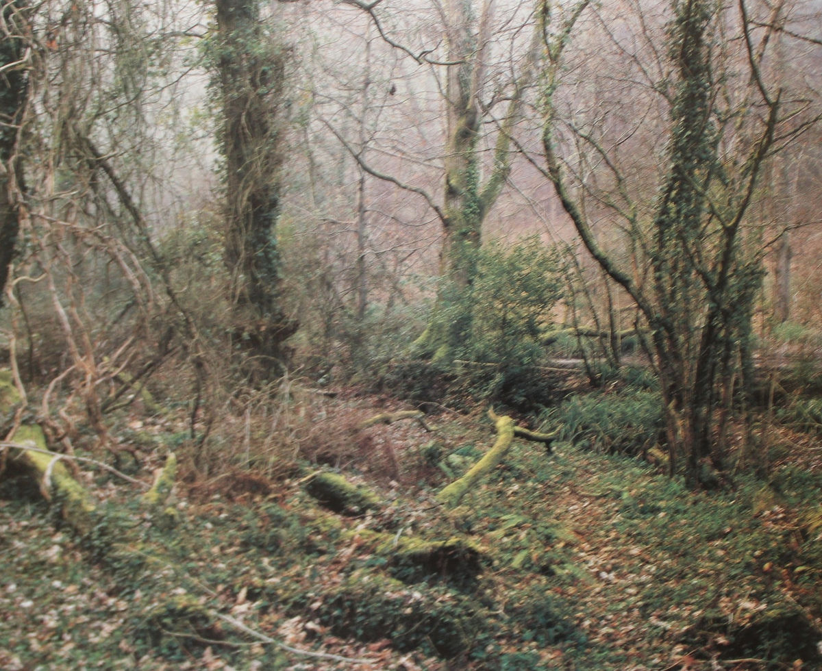 Jem Southam - The Painter's Pool | THE HYMAN COLLECTION