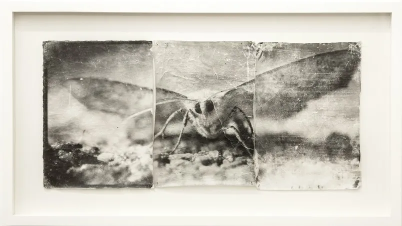 Doug and Mike Starn - Works | Hackelbury Fine Art