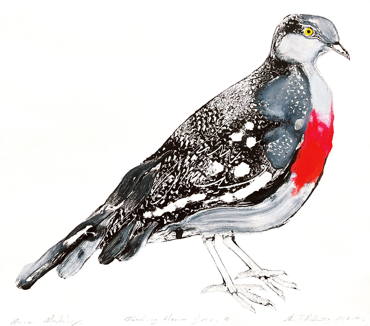 Avian Morphology Dove Hybrids: Bleeding Heart Dove 1