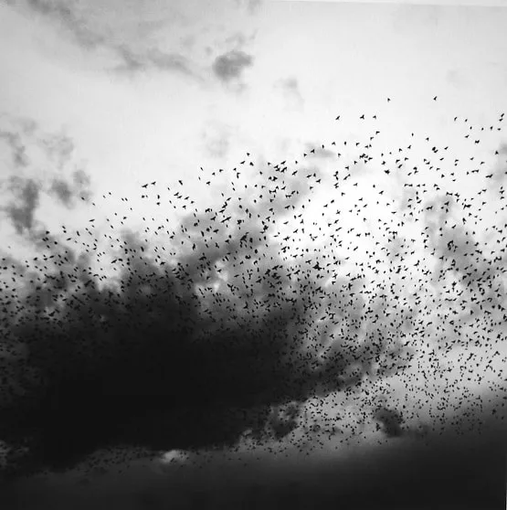 Graciela Iturbide | Ruiz-Healy Art