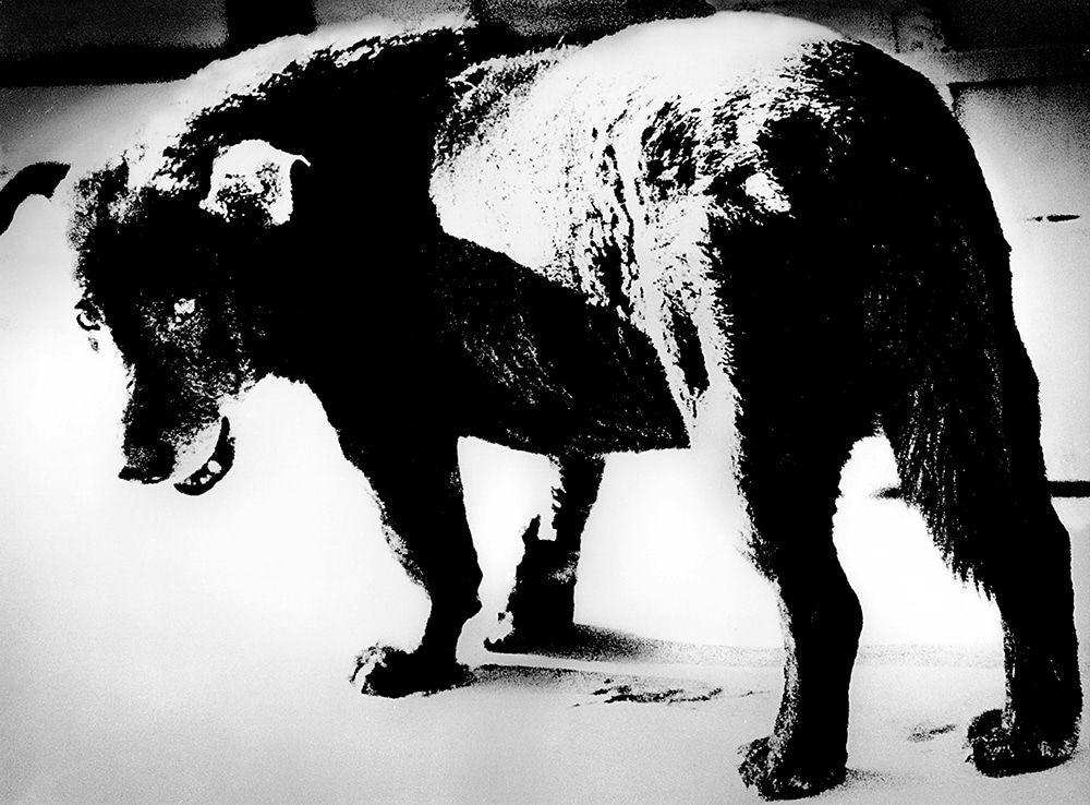 Daido Moriyama, Misawa, Aomori, 1971, from 'Another Country 18: Japanese City', 1971