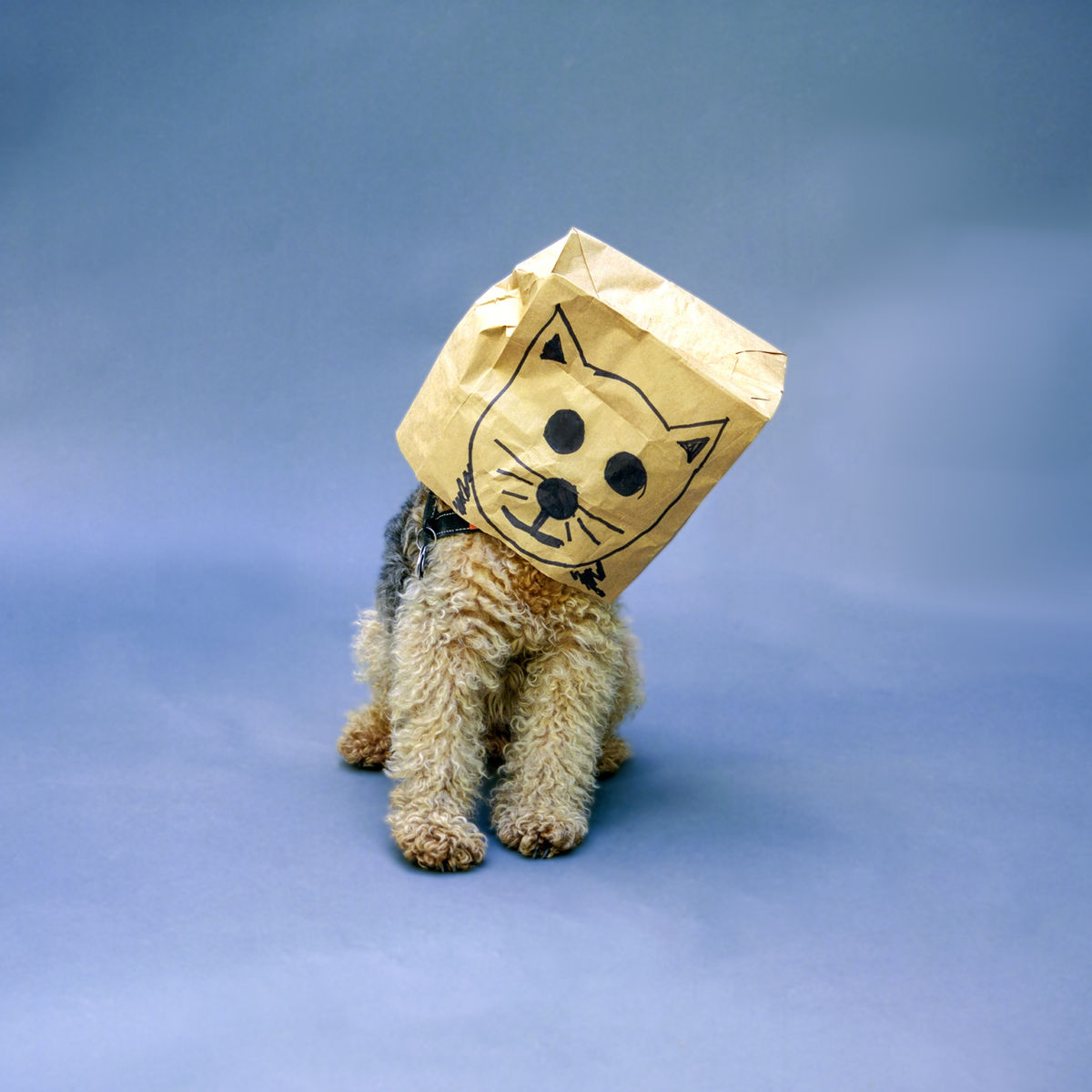 2020 Holiday Gift Guide