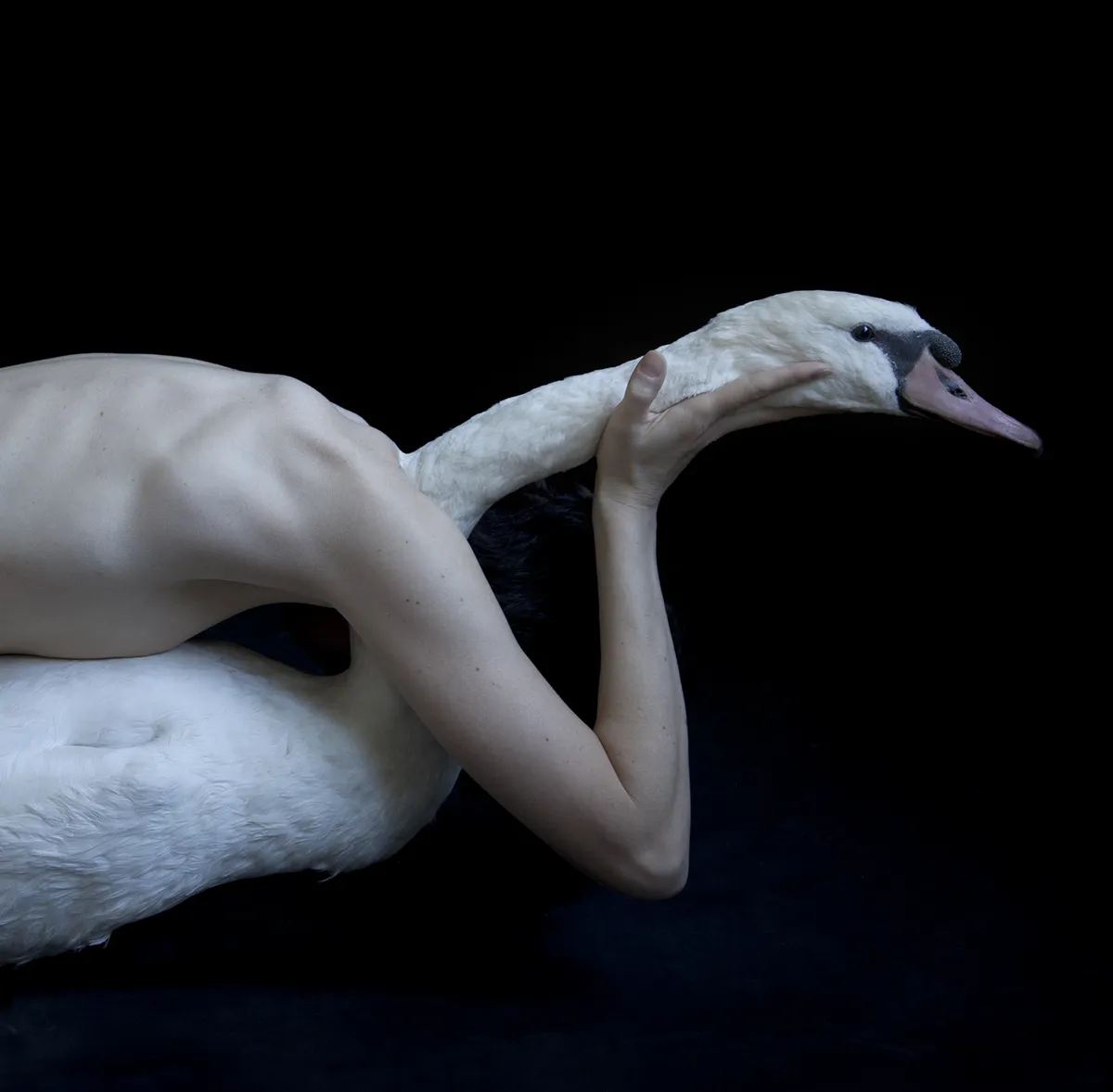 Juul Kraijer | Metamorphoses, Rijksmuseum Amsterdam, Amsterdam, Pays-Bas