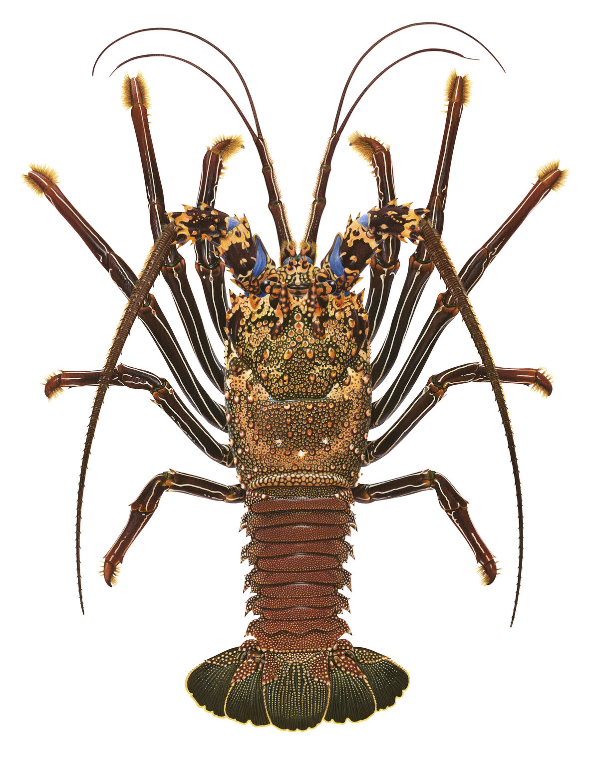 ABC RADIO NATIONAL: Roger Swainston interviewed by Nick Bryant