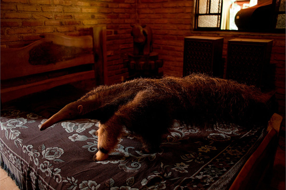 Artwork in Collection: Instituto Moreira Salles