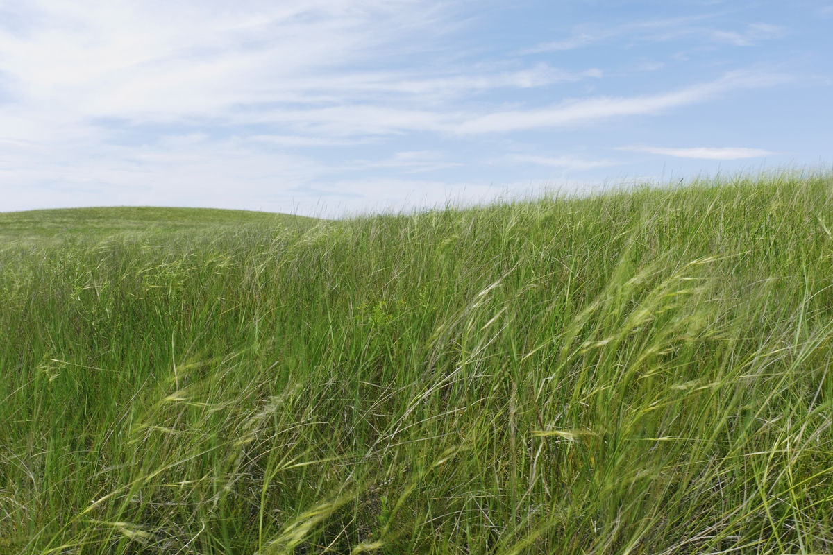 Massacre Site, Wounded Knee, South Dakota