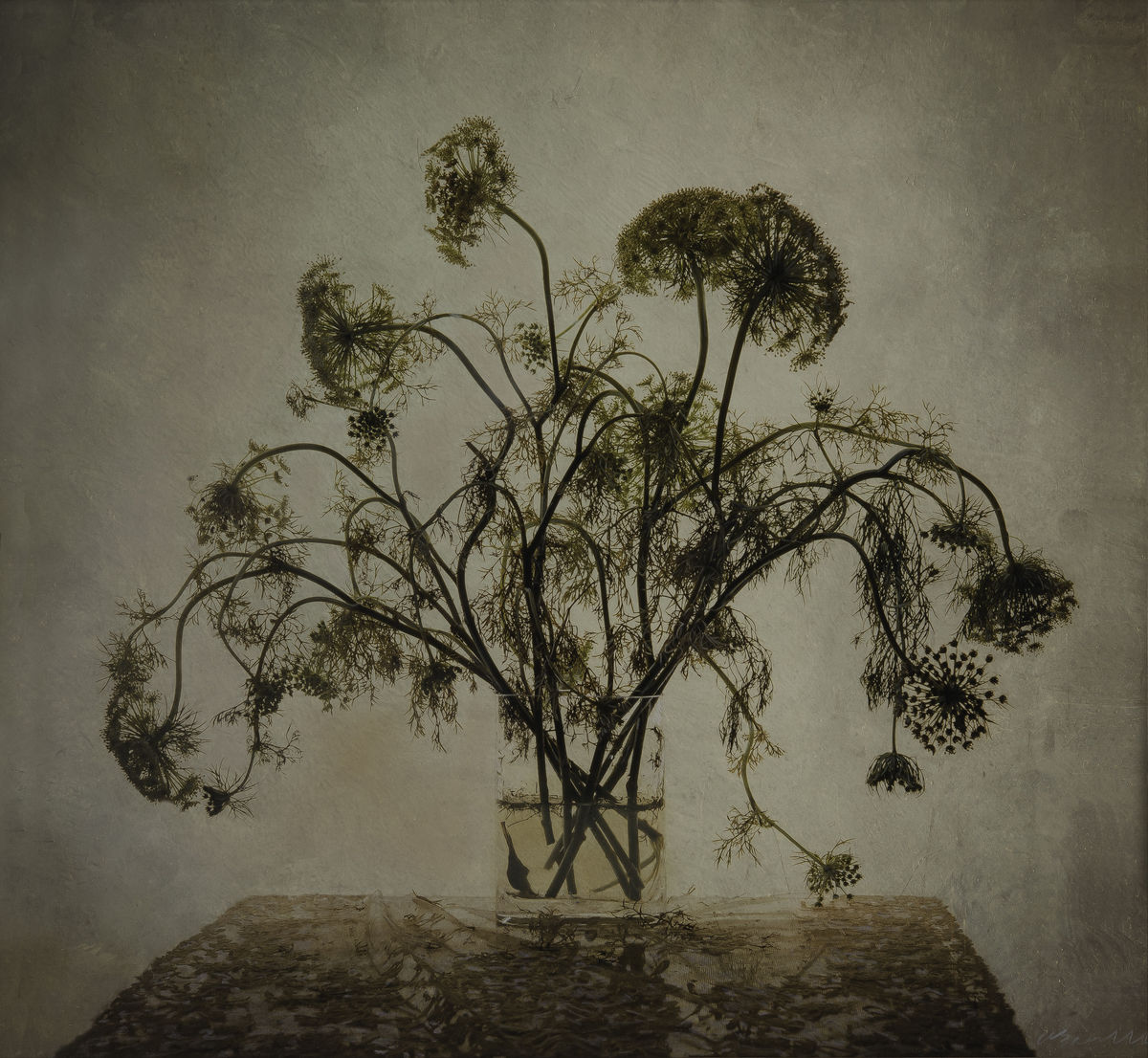 Kate Breakey: Transience