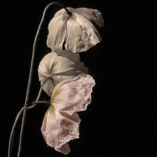 Launch Gallery & Art Share L.A. Presents: Garden