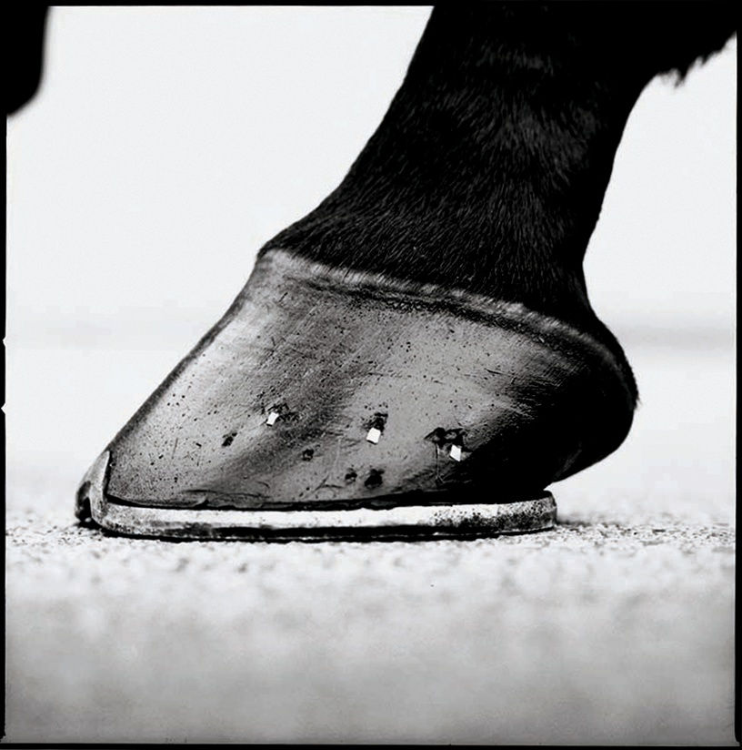 Exhibition tour and talk: 'Horse seen through the History of Art'... Saturday 17th June, 3 pm at MMX Gallery