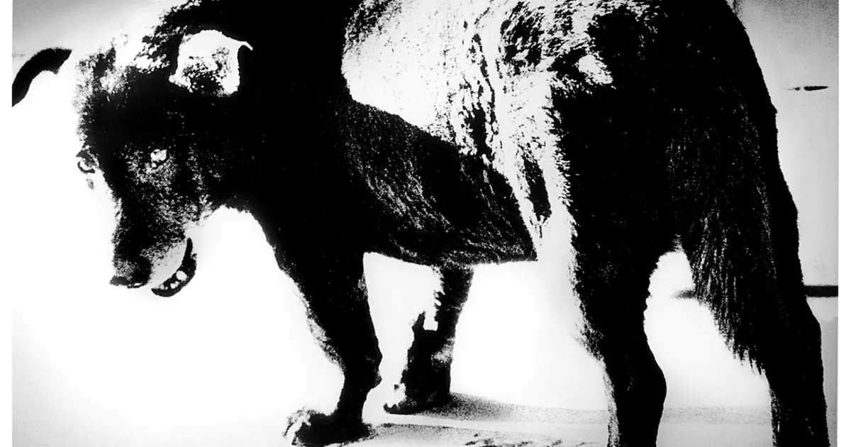Daido Moriyama 森山大道, Stray Dog, Misawa《野犬》, 1971 | Kwai