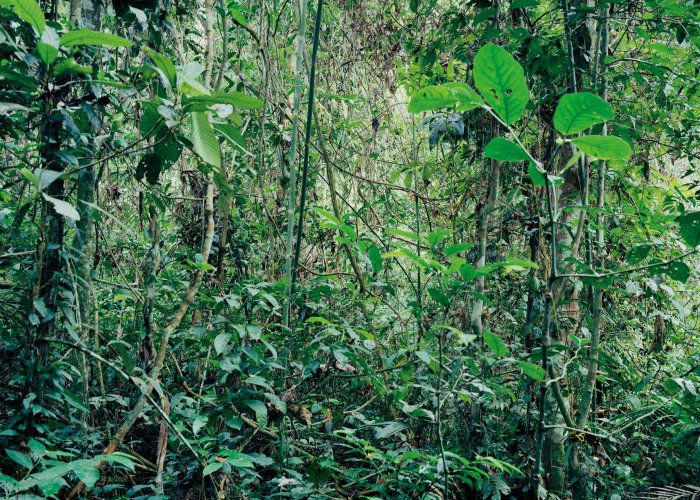 photograph of a forest from within, vines consume the composition