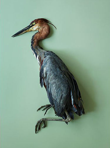 image of taxidermy bird against pale green backdrop