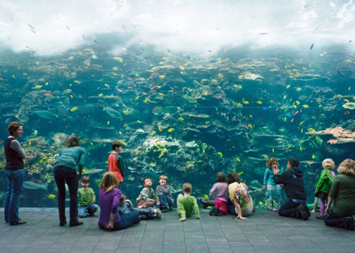 Image of various adults and children sitting in front a large aquarium. 