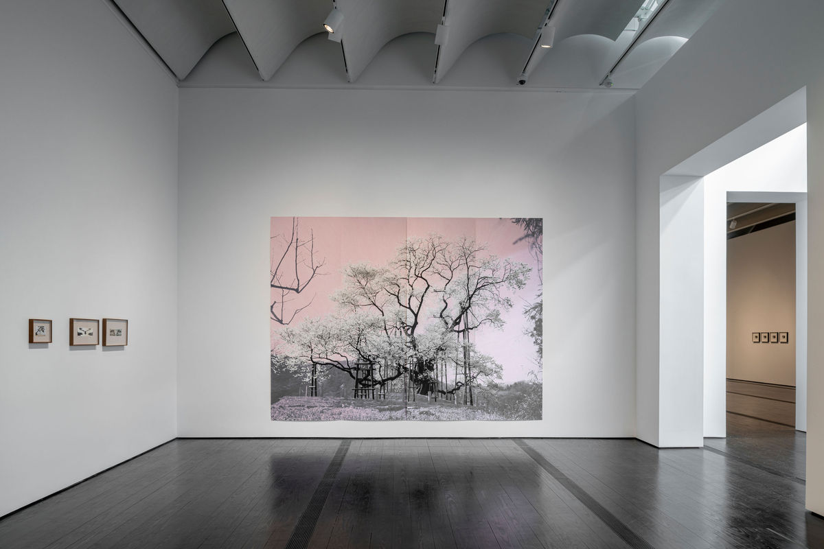 Installation view: “Tacita Dean: Blind Folly,” The Menil Collection, 2024. photo credit: Paul Hester / The Menil Collection