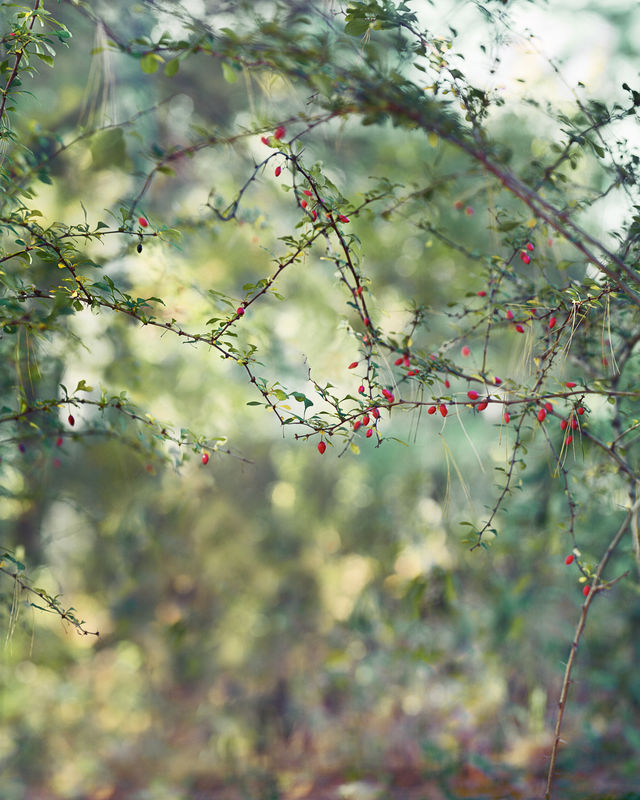 Image: Janelle Lynch