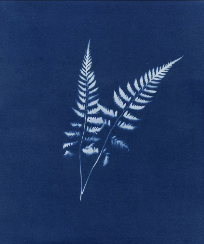 Image: Janelle Lynch