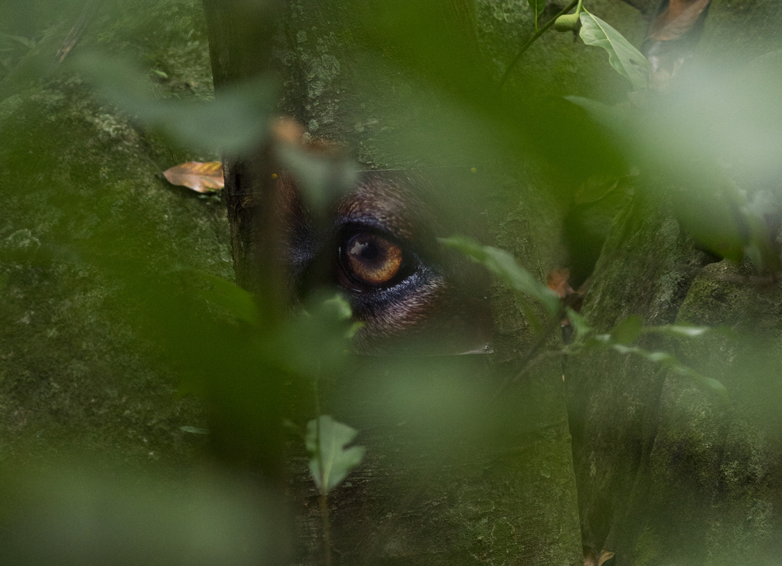 Daniel Steegmann Mangrané saturates Kiasma in scent, light and uncanny geometry Wallpaper*