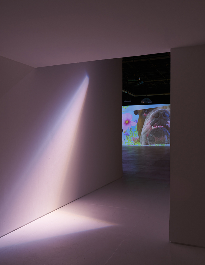 Installation, Animal Static Video