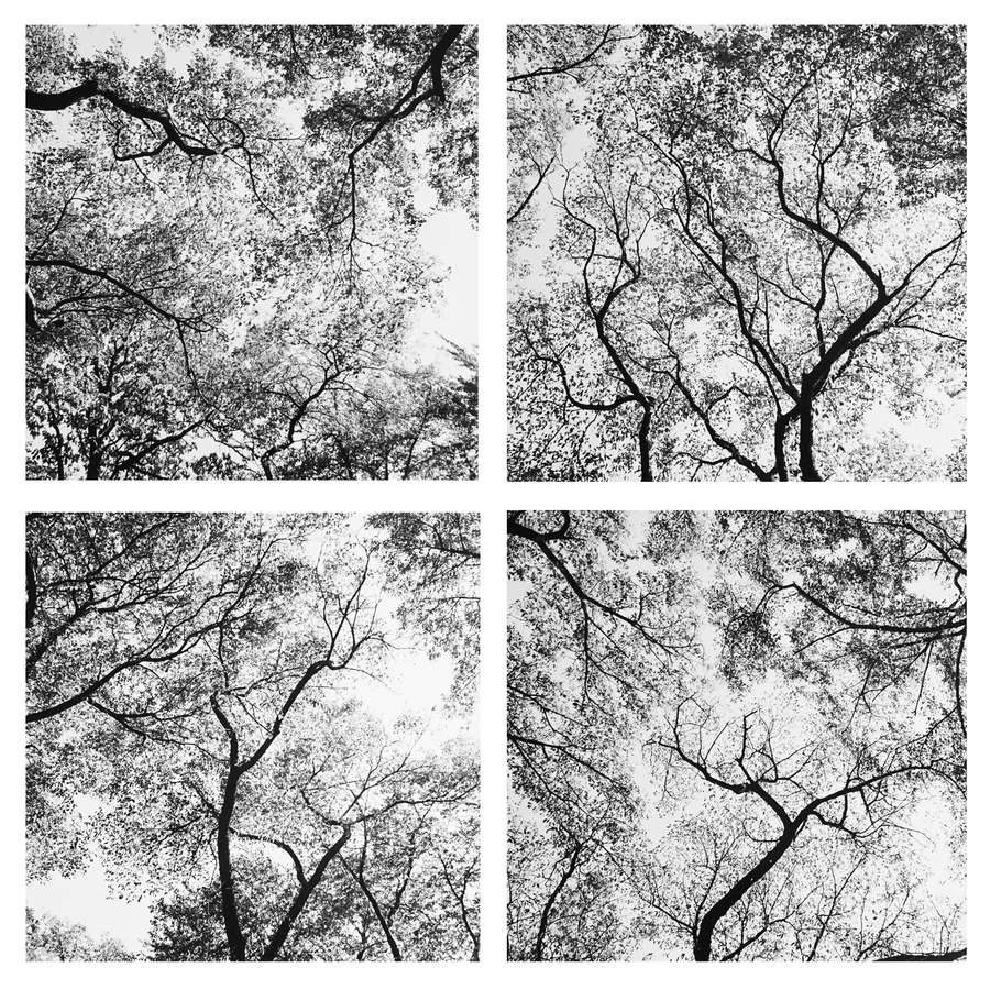 Harry Callahan, Atlanta (Trees), 1991-1992