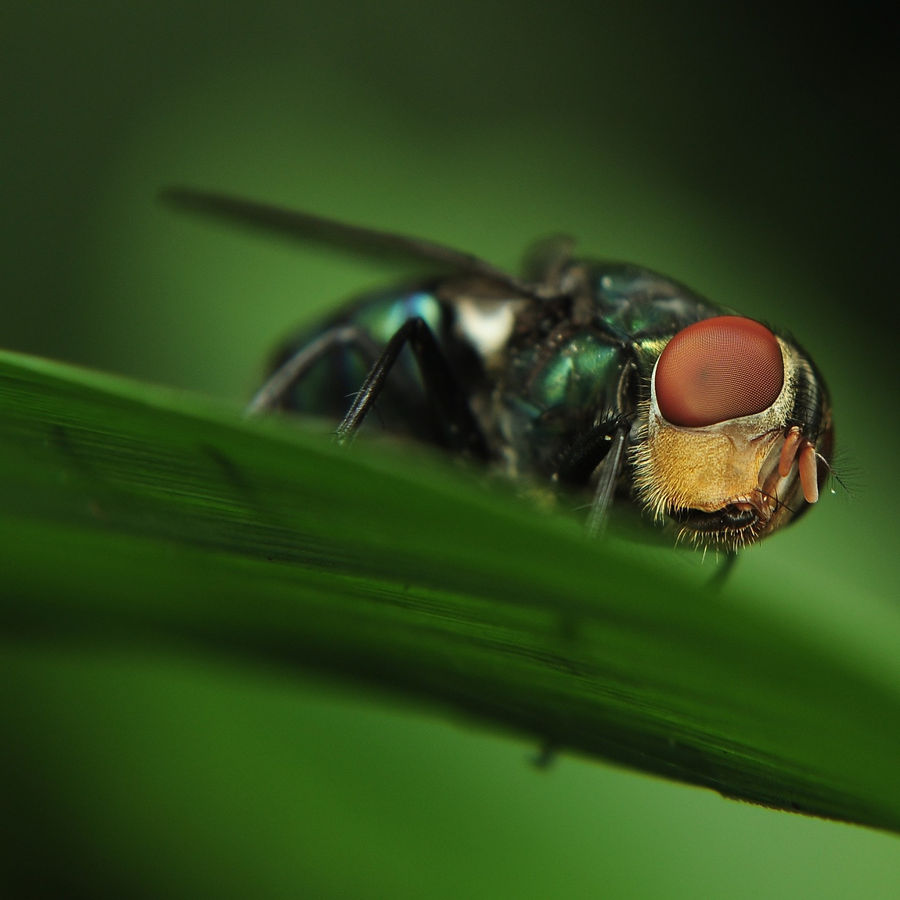 Mohd. Farid / Flickr Creative Commons