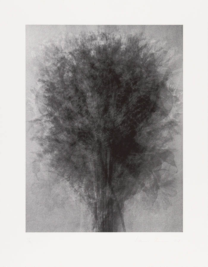 Idris Khan, Blossfeldt... After Blossfeldt 'Art Forms in Nature', 2008