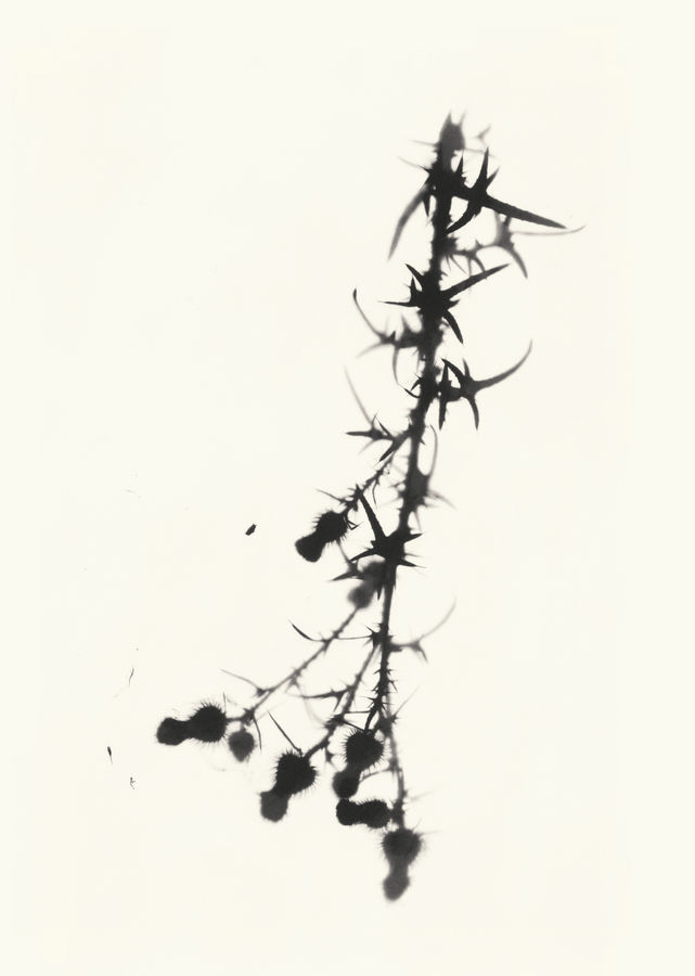 Cornelia Parker, Thistle from the North, 2015