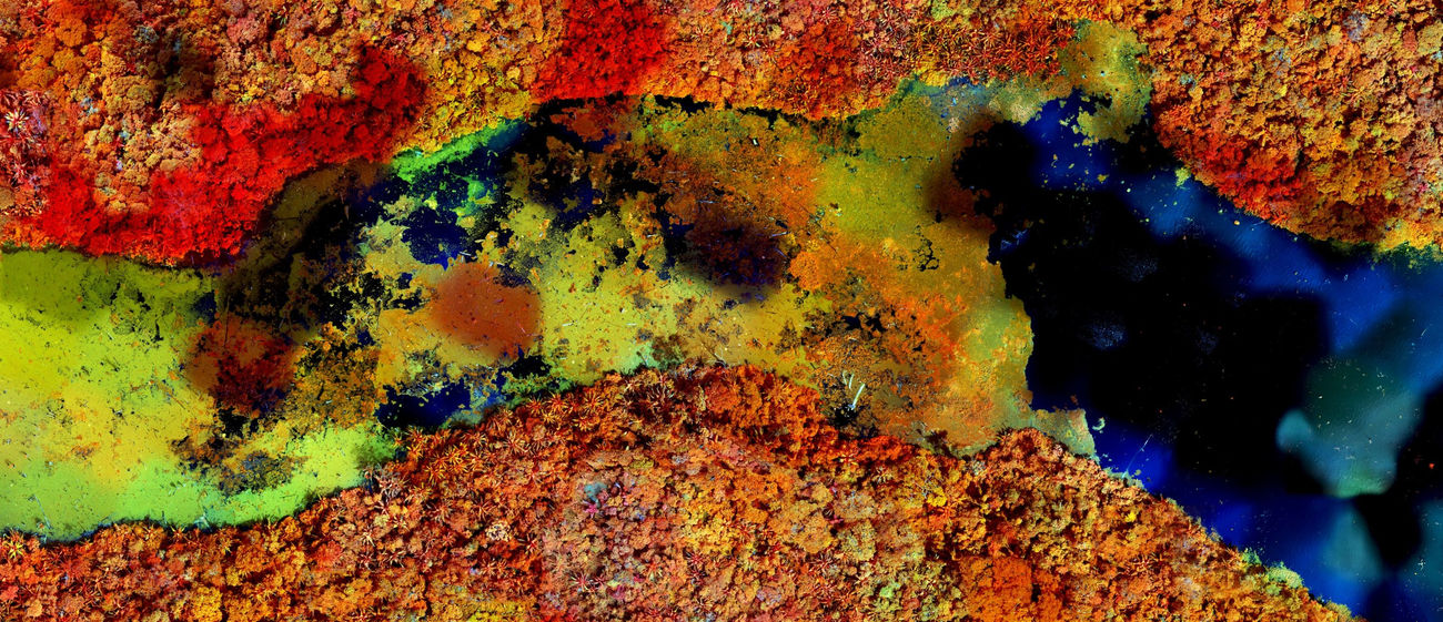 Richard Mosse, Inundated Forest, Rio Xingu, 2021