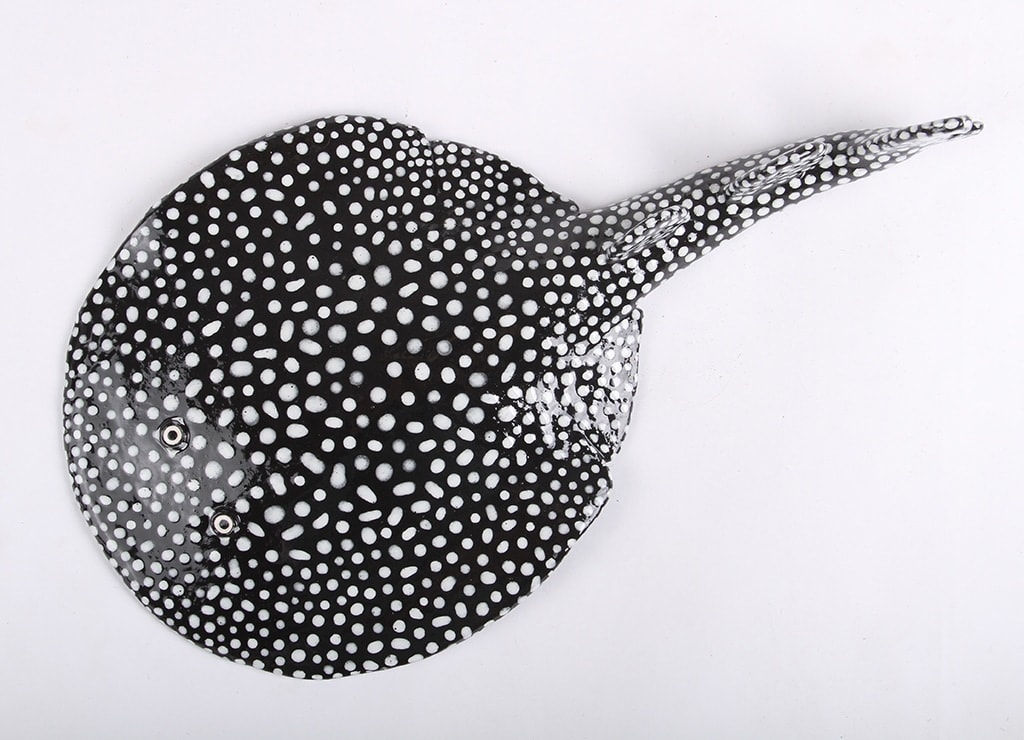 Lorien Stern, Ornate Sleeper Ray, 2020