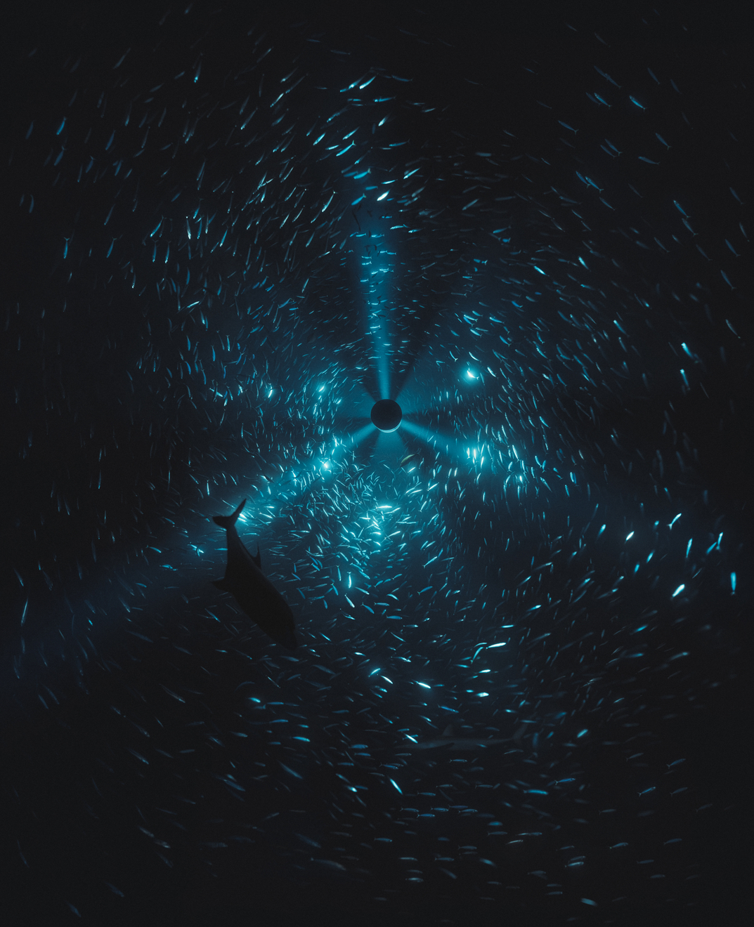 Julian Charrière: Midnight Zone