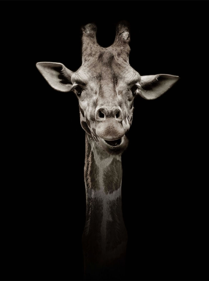 Timothy Dunn, When You're Smiling (B/W), 2019