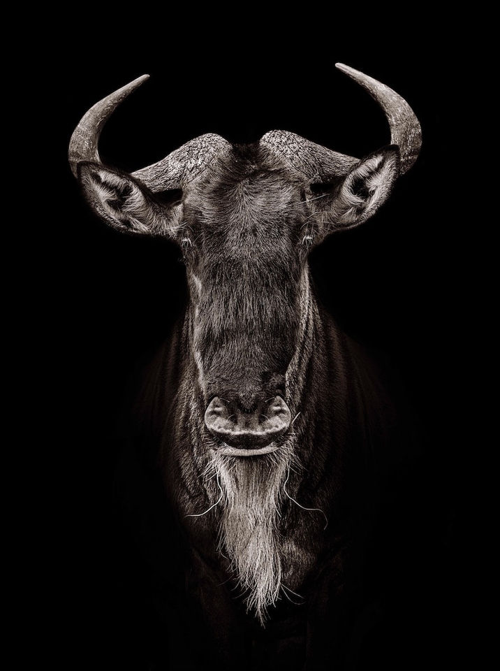 Timothy Dunn, Dumbledore (B/W), 2021