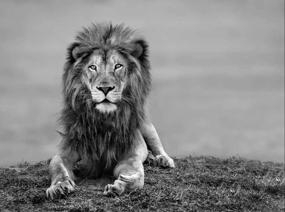 Timothy Dunn, Your Majesty (b/w), 2022