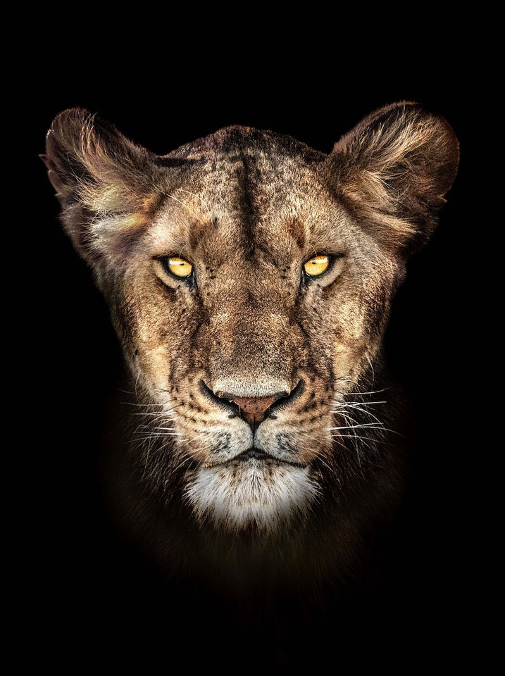 Timothy Dunn, Lioness (colour), 2021