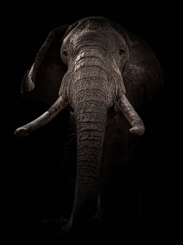 Timothy Dunn, Pascal, 2022