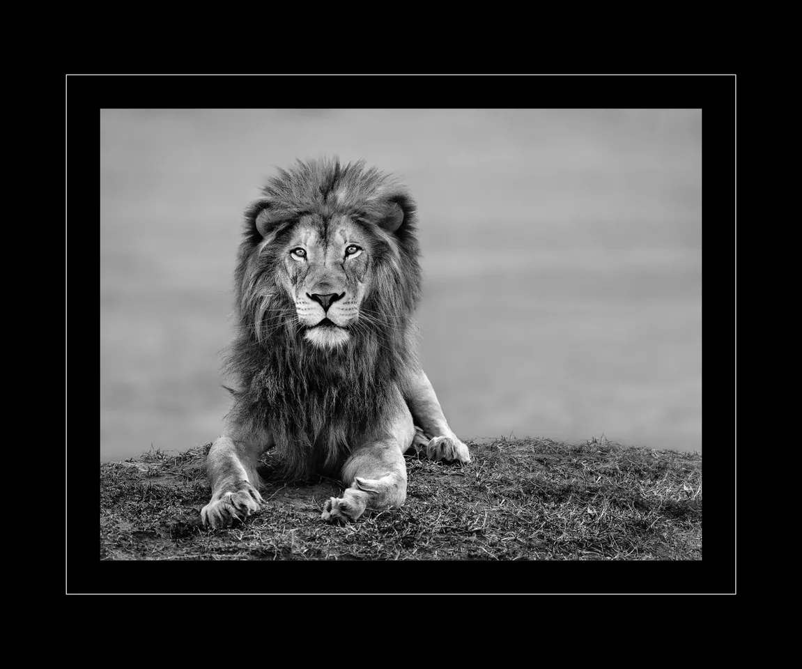 Timothy Dunn, Your Majesty (b/w), 2022