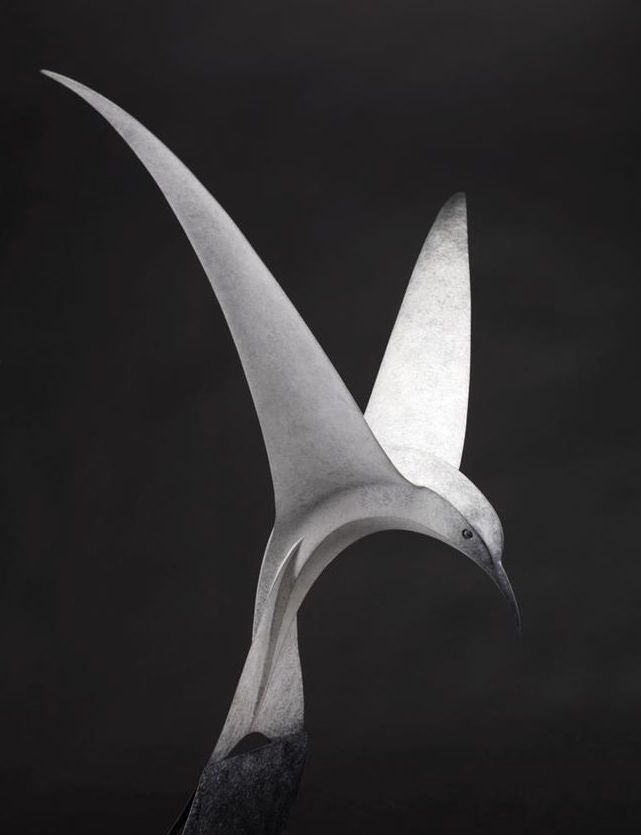 Paul Harvey, Tern Diving