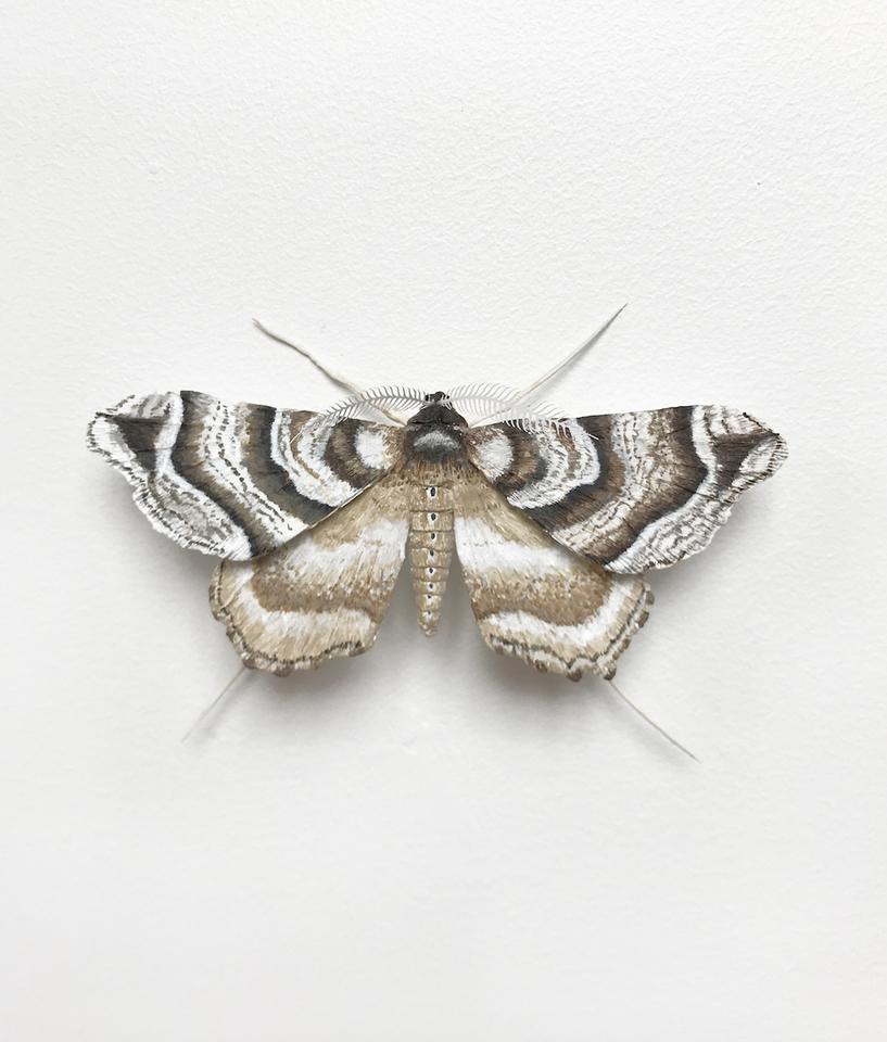 Elizabeth Thomson, Moth #8, 2017