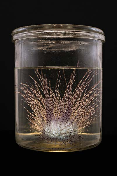 Neil Pardington, Diadema sp., Auckland Museum Tamaki Paenga Hira #1, 2013
