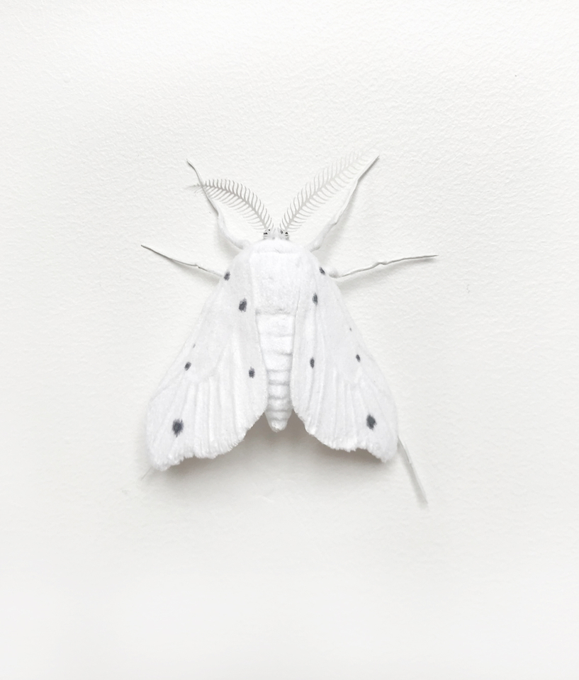 Elizabeth Thomson, Moth #8, 2017