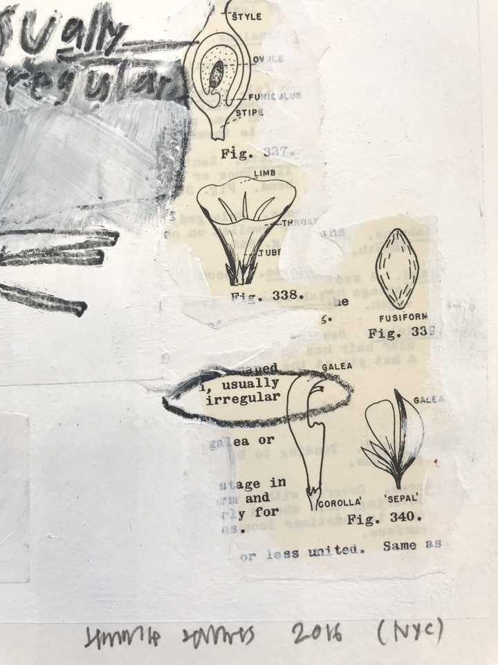 Jimmie James, how to identify plants/ usually irregular, 2016