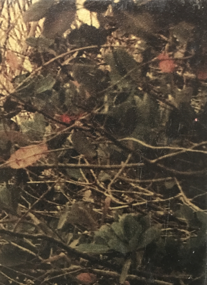 Dorothy Simpson Krause, Backwater, 2008