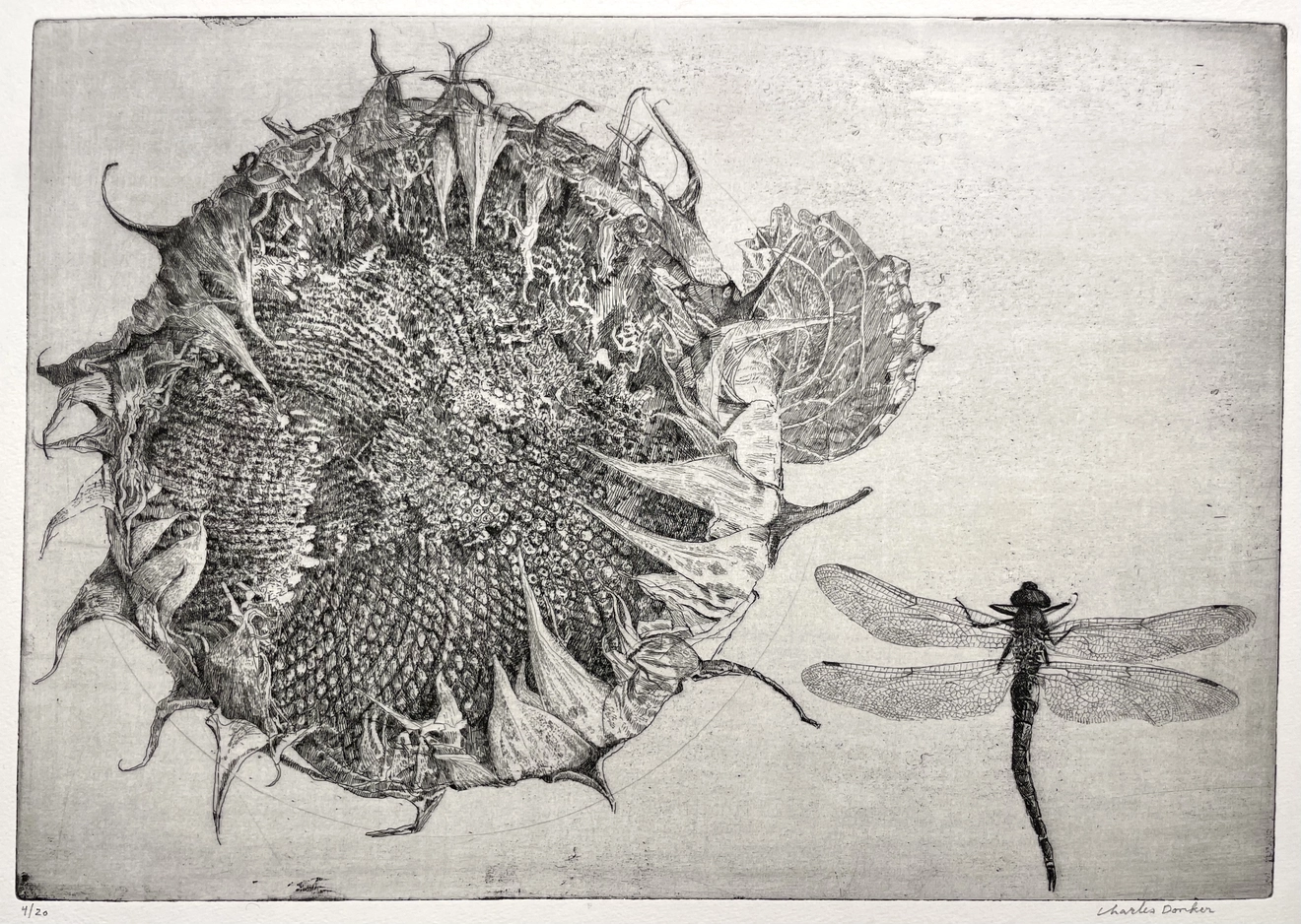 Charles Donker, Zonnebloem en Libelle, 2025