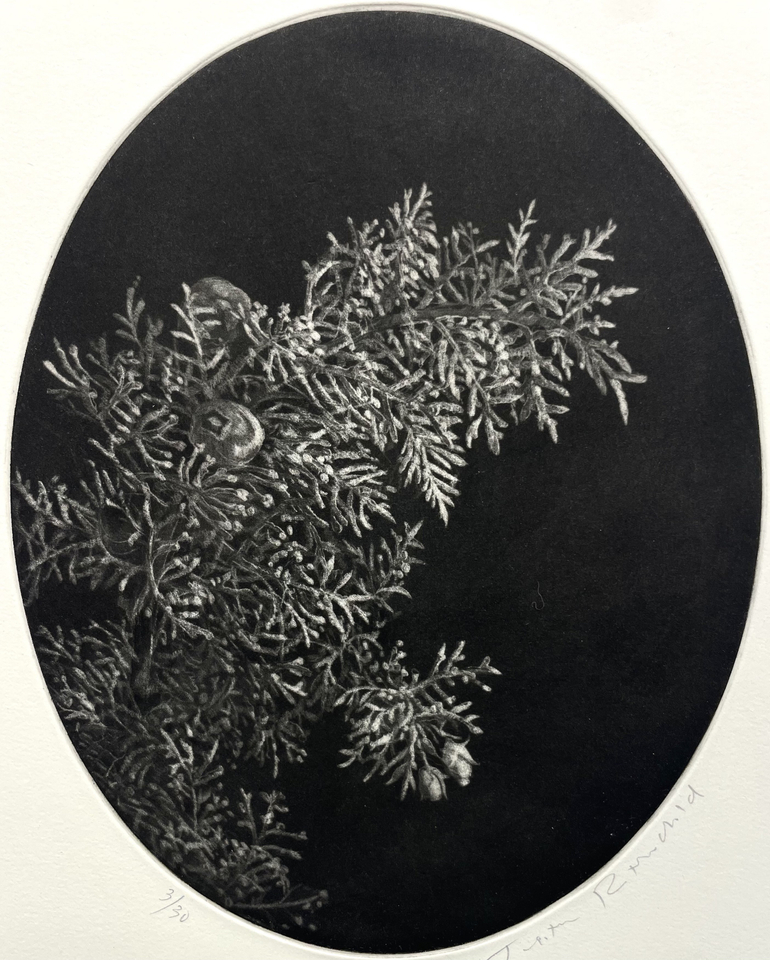 Judith Rothchild, Cyprès, 2024