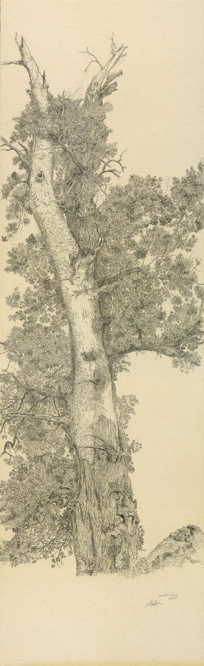 Gudrun von Maltzan, Chêne 4, 2015